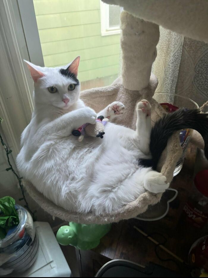 Wait, They Actually Took These? The Funniest Worst Cat Pics You'll Ever See