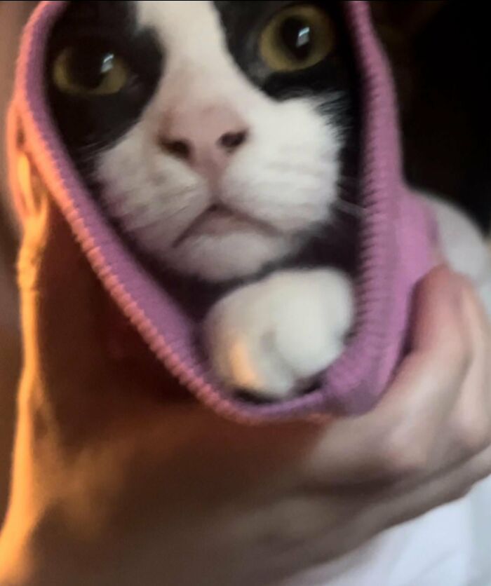 Wait, They Actually Took These? The Funniest Worst Cat Pics You'll Ever See