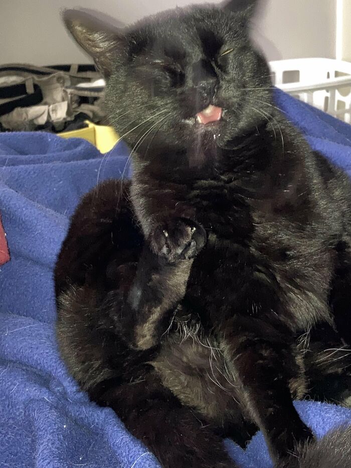 Wait, They Actually Took These? The Funniest Worst Cat Pics You'll Ever See