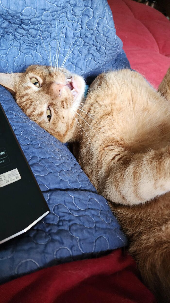 Wait, They Actually Took These? The Funniest Worst Cat Pics You'll Ever See