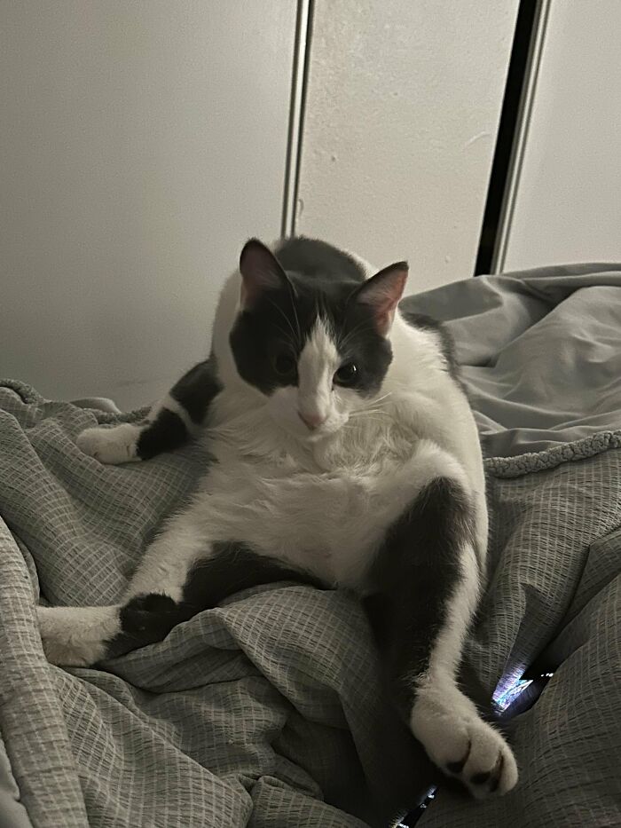 Wait, They Actually Took These? The Funniest Worst Cat Pics You'll Ever See