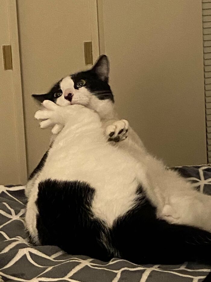 Wait, They Actually Took These? The Funniest Worst Cat Pics You'll Ever See