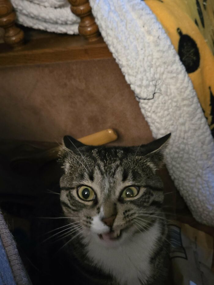 Wait, They Actually Took These? The Funniest Worst Cat Pics You'll Ever See