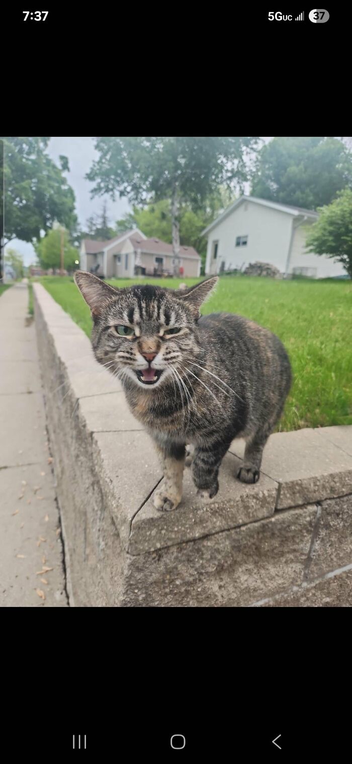 Wait, They Actually Took These? The Funniest Worst Cat Pics You'll Ever See