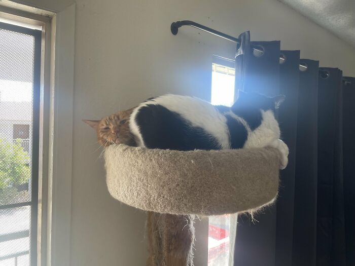 Wait, They Actually Took These? The Funniest Worst Cat Pics You'll Ever See