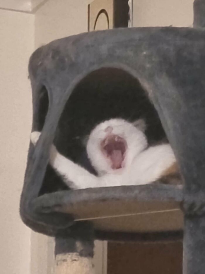 Wait, They Actually Took These? The Funniest Worst Cat Pics You'll Ever See