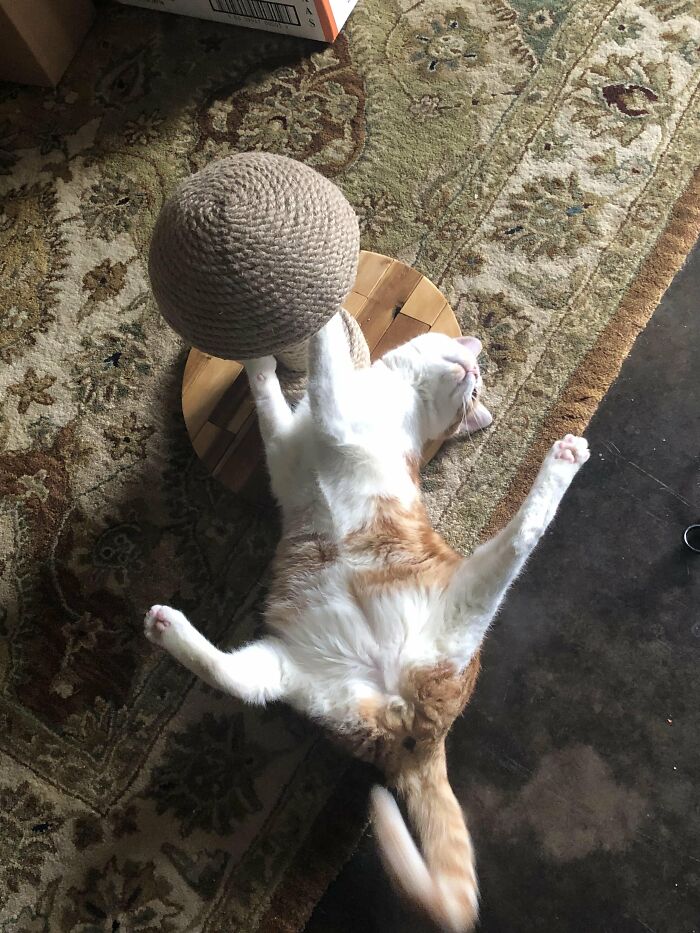 Wait, They Actually Took These? The Funniest Worst Cat Pics You'll Ever See