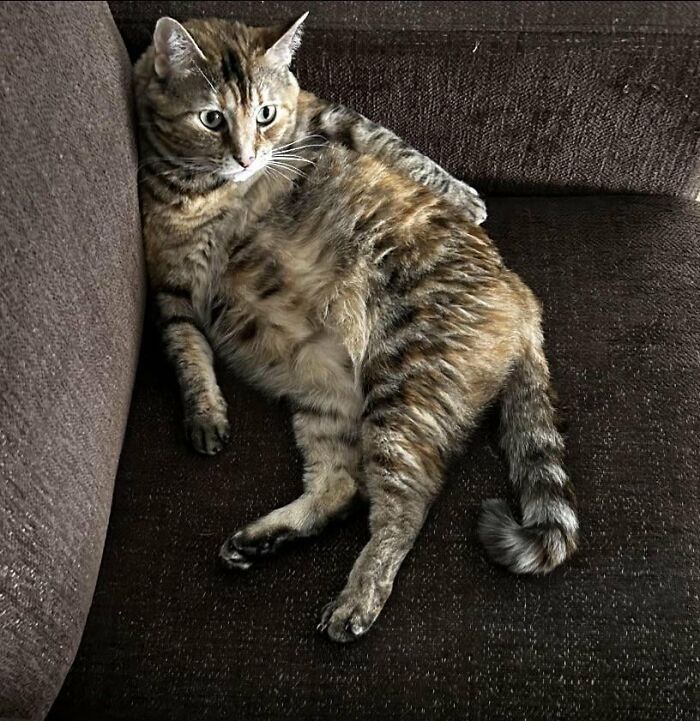 Wait, They Actually Took These? The Funniest Worst Cat Pics You'll Ever See