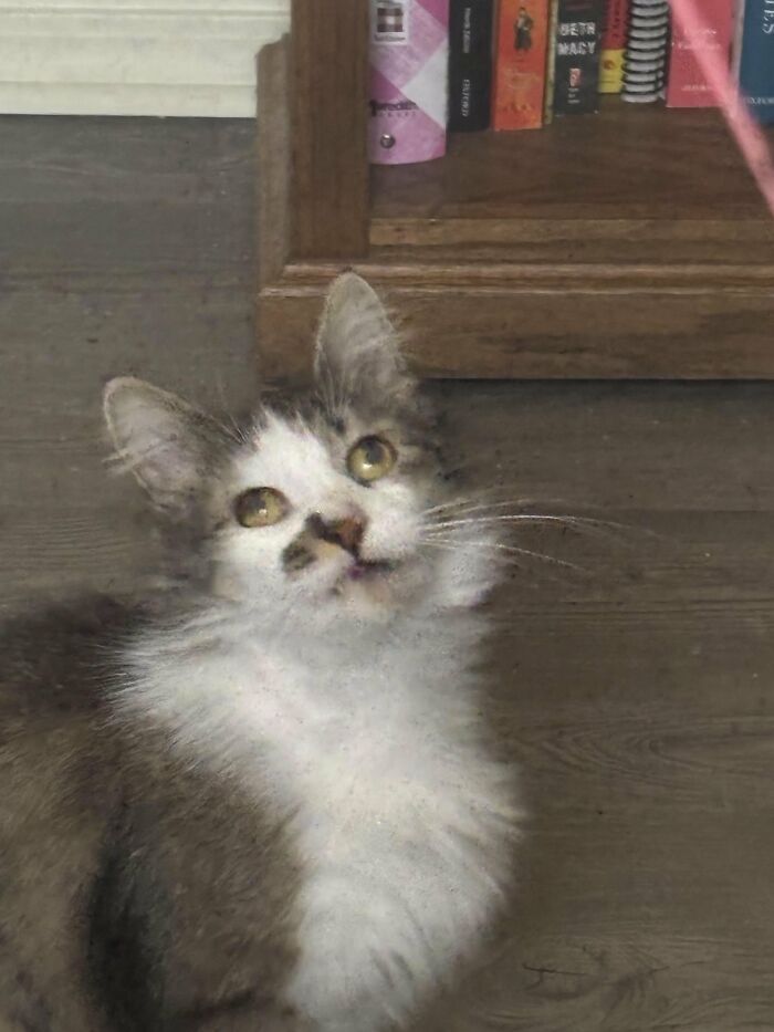 Wait, They Actually Took These? The Funniest Worst Cat Pics You'll Ever See