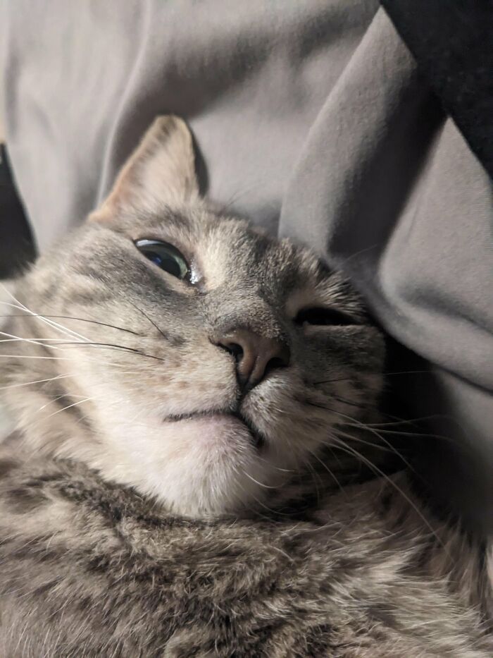 Wait, They Actually Took These? The Funniest Worst Cat Pics You'll Ever See