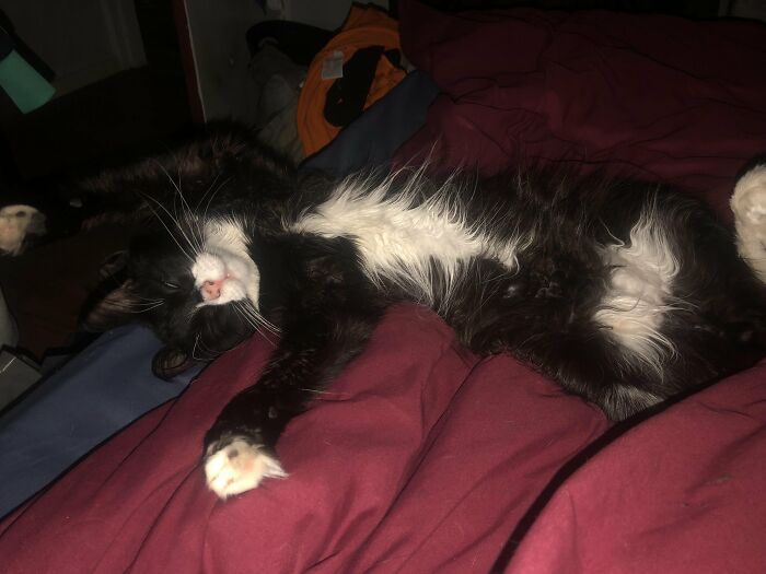 Wait, They Actually Took These? The Funniest Worst Cat Pics You'll Ever See