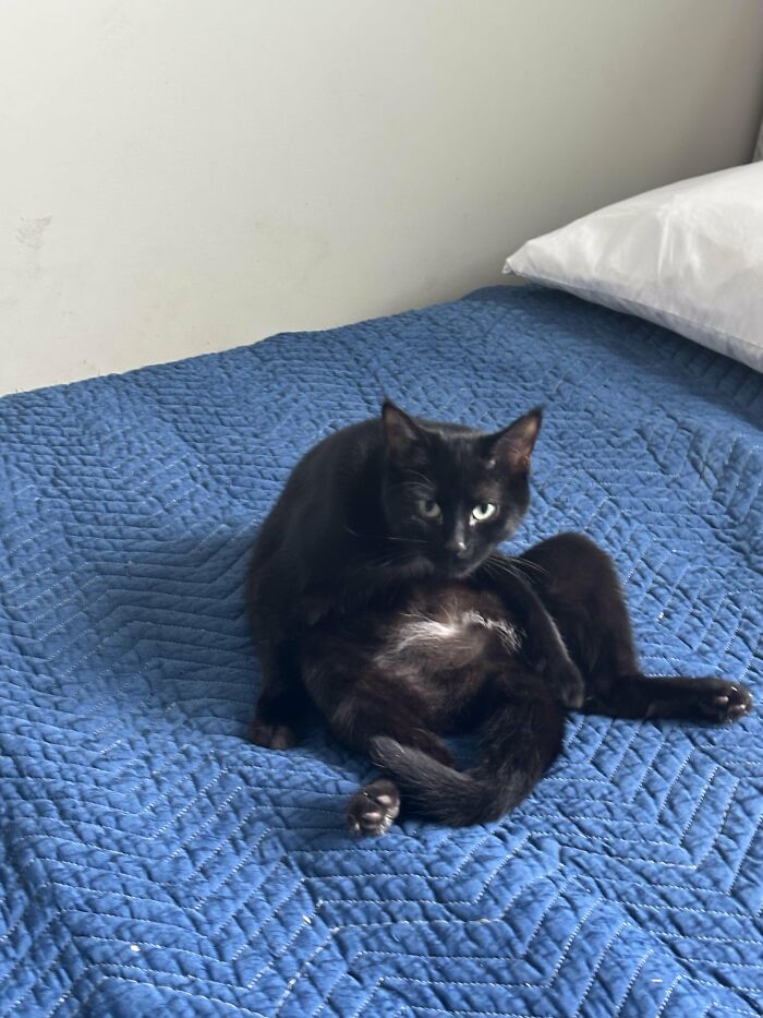 Wait, They Actually Took These? The Funniest Worst Cat Pics You'll Ever See