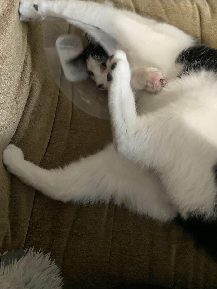 Wait, They Actually Took These? The Funniest Worst Cat Pics You'll Ever See