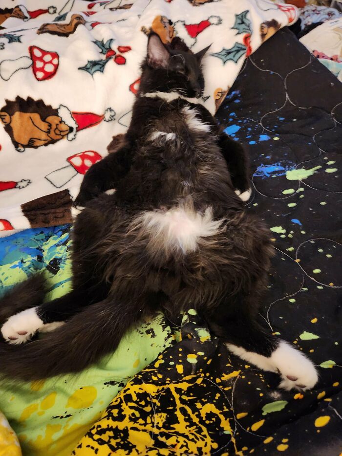 Wait, They Actually Took These? The Funniest Worst Cat Pics You'll Ever See