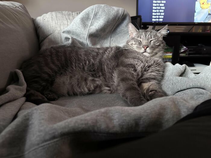 Wait, They Actually Took These? The Funniest Worst Cat Pics You'll Ever See