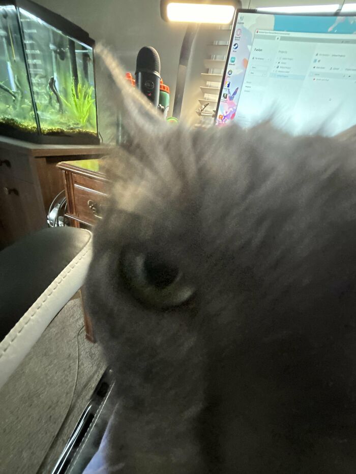 Wait, They Actually Took These? The Funniest Worst Cat Pics You'll Ever See