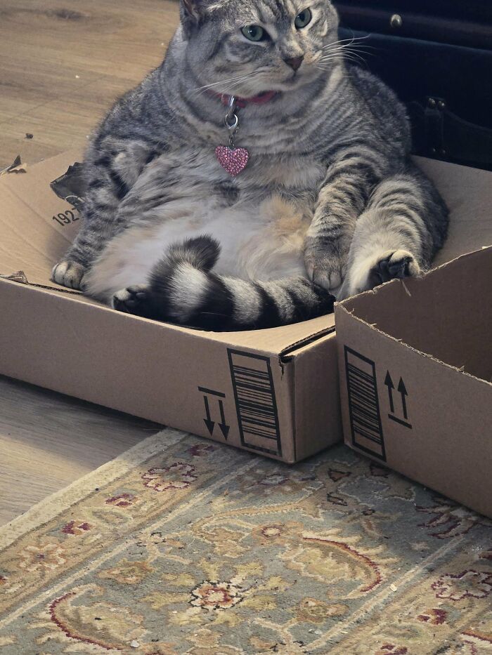 Wait, They Actually Took These? The Funniest Worst Cat Pics You'll Ever See