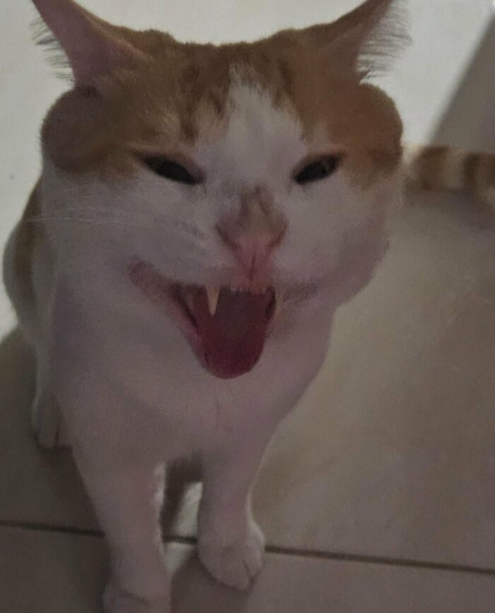 Wait, They Actually Took These? The Funniest Worst Cat Pics You'll Ever See