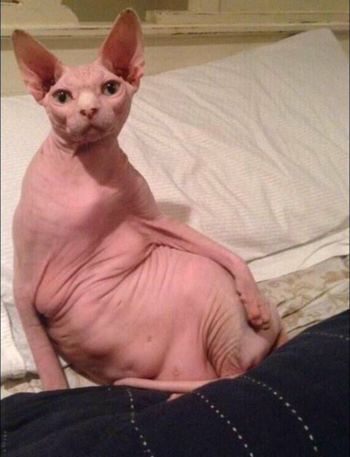 Wait, They Actually Took These? The Funniest Worst Cat Pics You'll Ever See