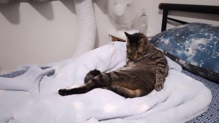 Wait, They Actually Took These? The Funniest Worst Cat Pics You'll Ever See