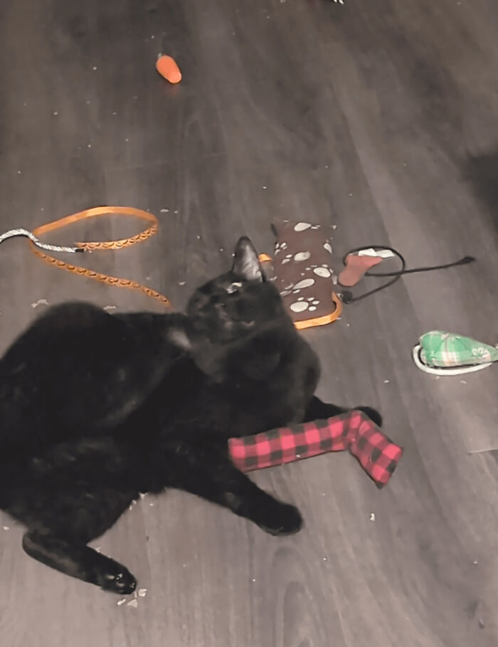 Wait, They Actually Took These? The Funniest Worst Cat Pics You'll Ever See