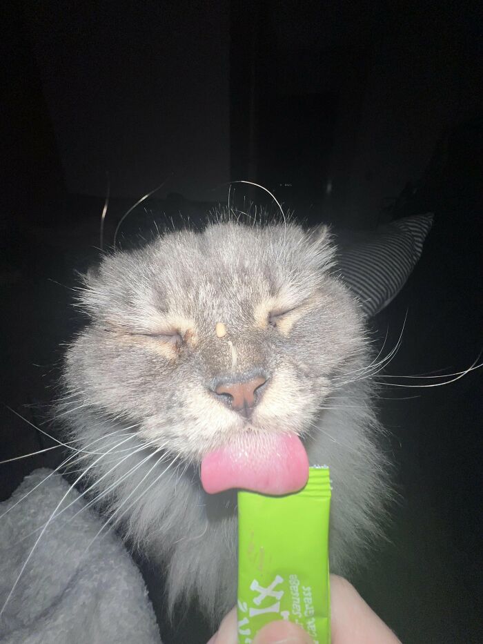 Wait, They Actually Took These? The Funniest Worst Cat Pics You'll Ever See