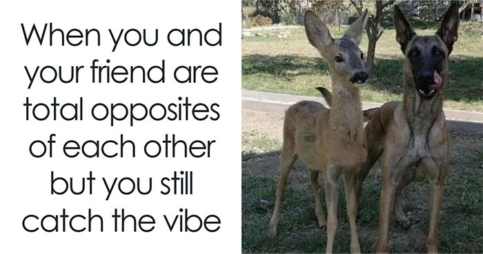 Prepare to Smile: 77 Animal Memes That Are Too Cute to Handle