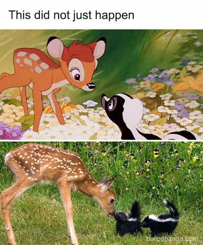 Prepare to Smile: 77 Animal Memes That Are Too Cute to Handle