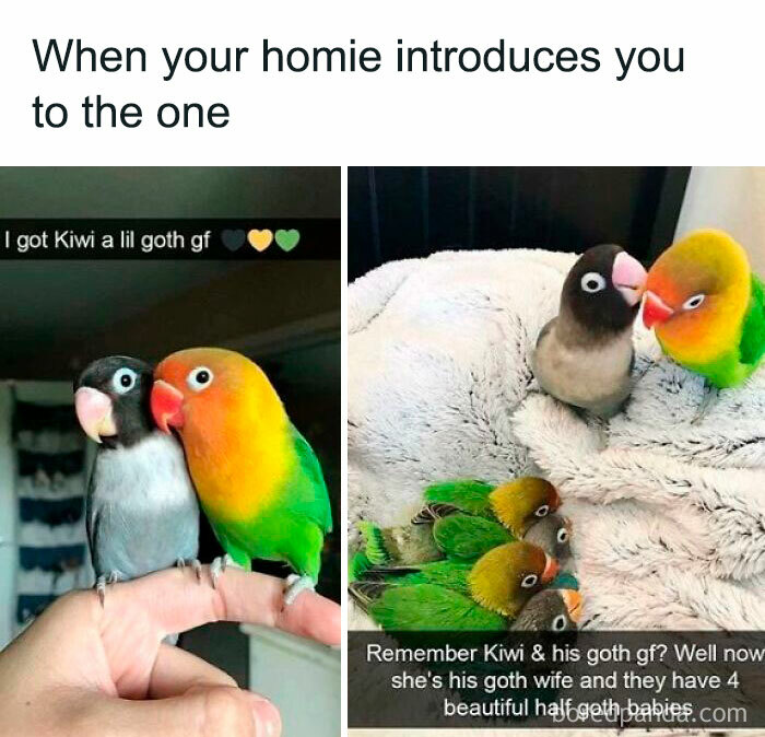 Prepare to Smile: 77 Animal Memes That Are Too Cute to Handle