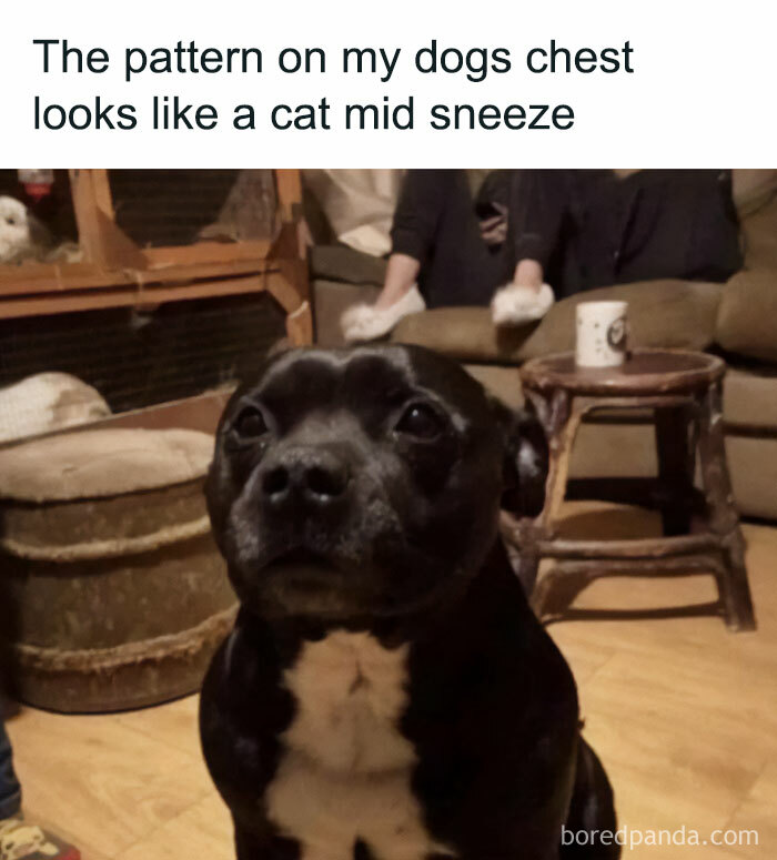 Prepare to Smile: 77 Animal Memes That Are Too Cute to Handle