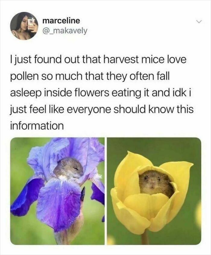 Prepare to Smile: 77 Animal Memes That Are Too Cute to Handle