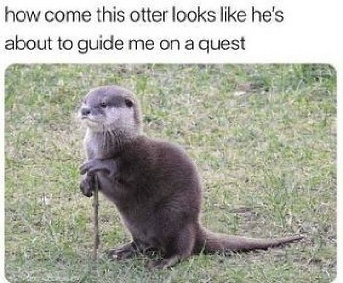 Prepare to Smile: 77 Animal Memes That Are Too Cute to Handle
