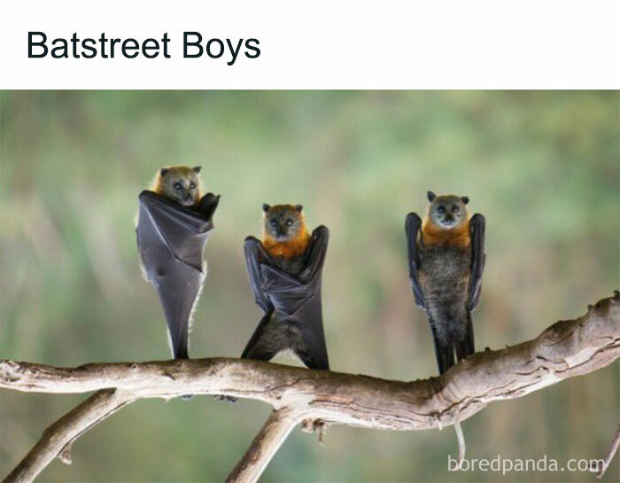 Prepare to Smile: 77 Animal Memes That Are Too Cute to Handle