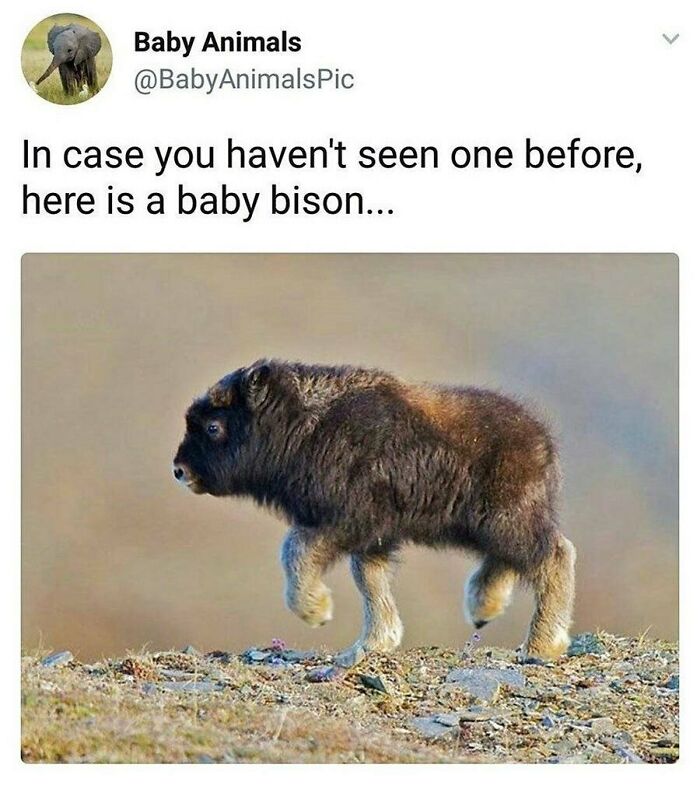 Prepare to Smile: 77 Animal Memes That Are Too Cute to Handle