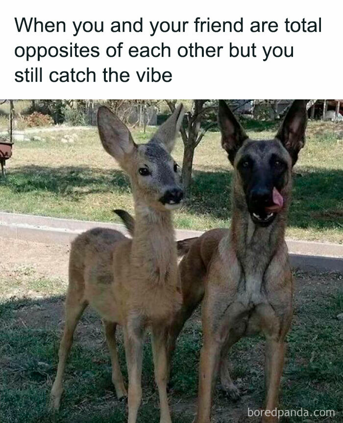 Prepare to Smile: 77 Animal Memes That Are Too Cute to Handle