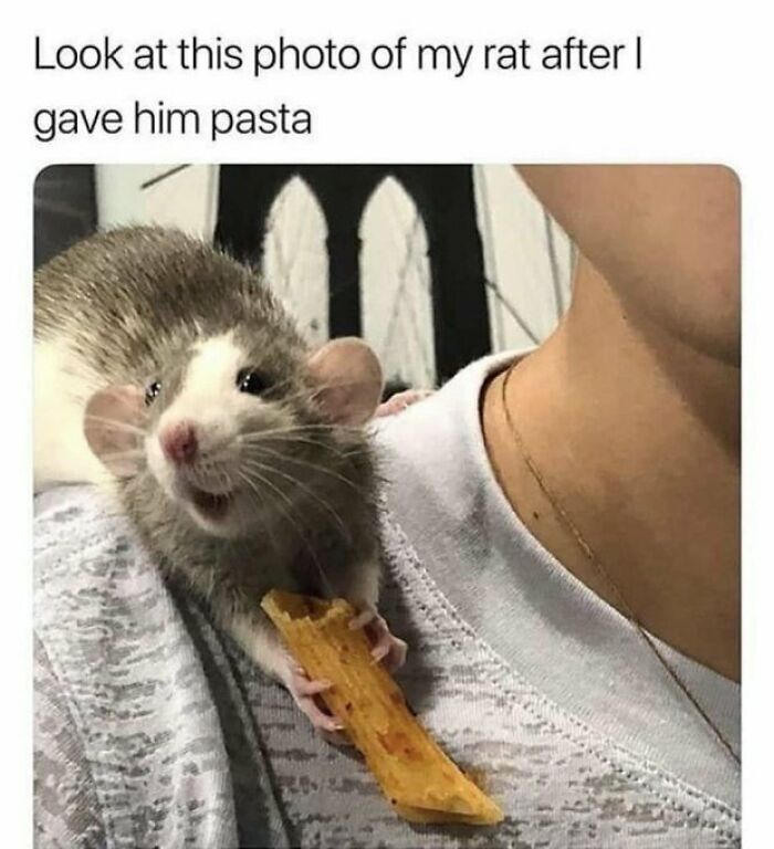 Prepare to Smile: 77 Animal Memes That Are Too Cute to Handle