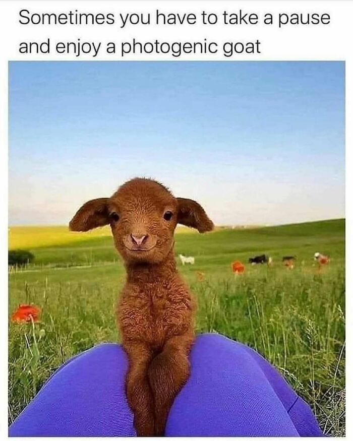 Prepare to Smile: 77 Animal Memes That Are Too Cute to Handle