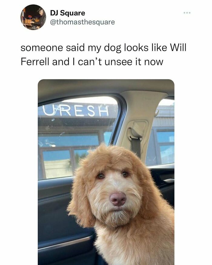 Prepare to Smile: 77 Animal Memes That Are Too Cute to Handle