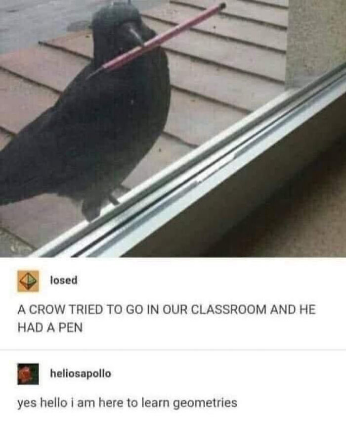 Prepare to Smile: 77 Animal Memes That Are Too Cute to Handle
