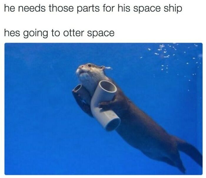 Prepare to Smile: 77 Animal Memes That Are Too Cute to Handle