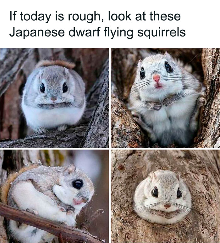 Prepare to Smile: 77 Animal Memes That Are Too Cute to Handle
