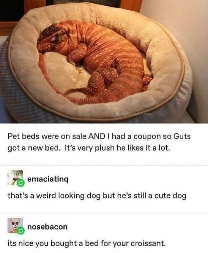 Prepare to Smile: 77 Animal Memes That Are Too Cute to Handle