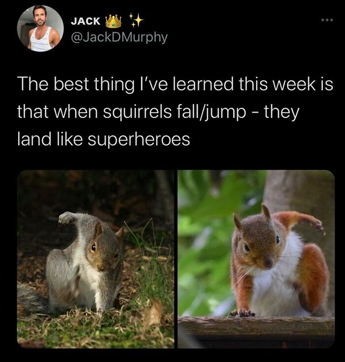 Prepare to Smile: 77 Animal Memes That Are Too Cute to Handle
