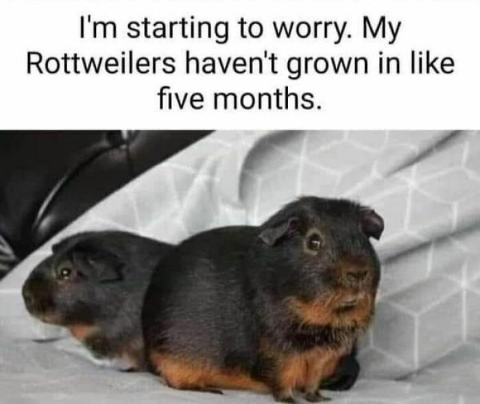 Prepare to Smile: 77 Animal Memes That Are Too Cute to Handle