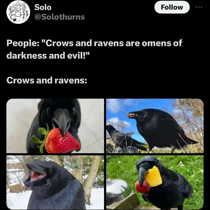 Prepare to Smile: 77 Animal Memes That Are Too Cute to Handle