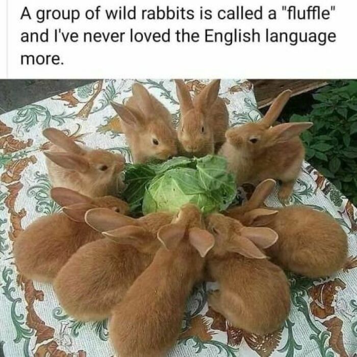 Prepare to Smile: 77 Animal Memes That Are Too Cute to Handle