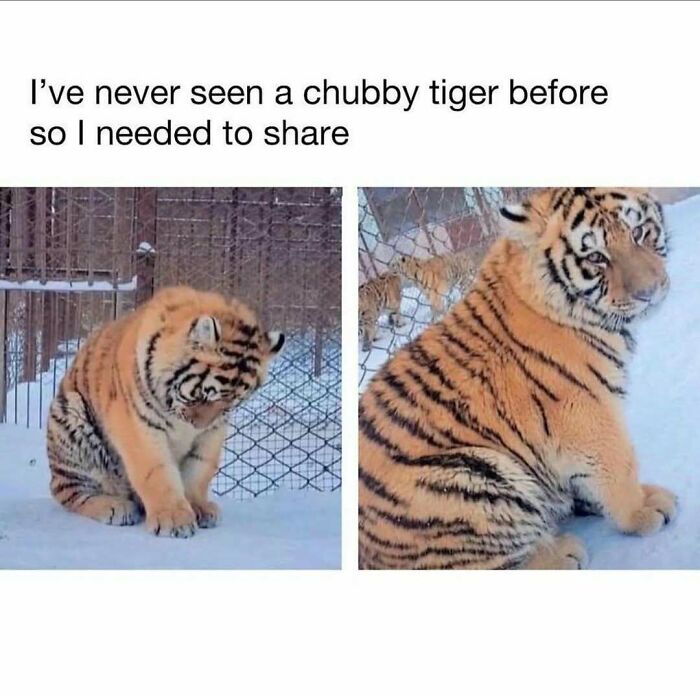 Prepare to Smile: 77 Animal Memes That Are Too Cute to Handle