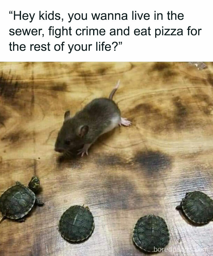 Prepare to Smile: 77 Animal Memes That Are Too Cute to Handle
