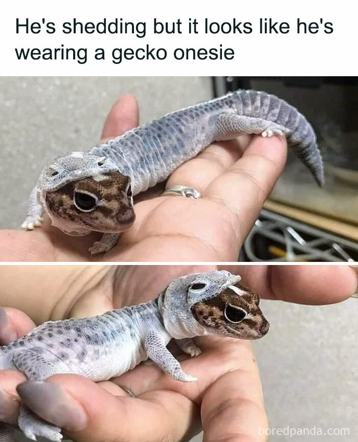 Prepare to Smile: 77 Animal Memes That Are Too Cute to Handle