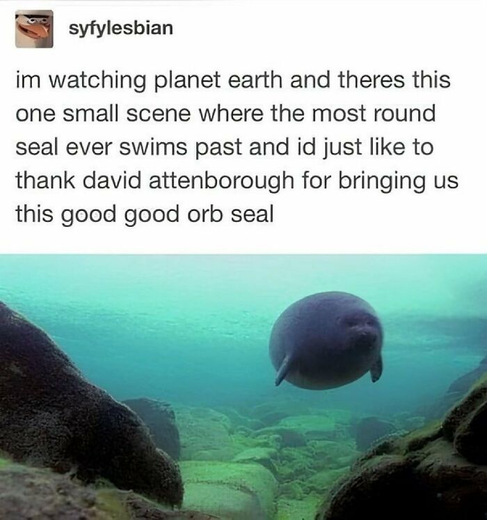 Prepare to Smile: 77 Animal Memes That Are Too Cute to Handle
